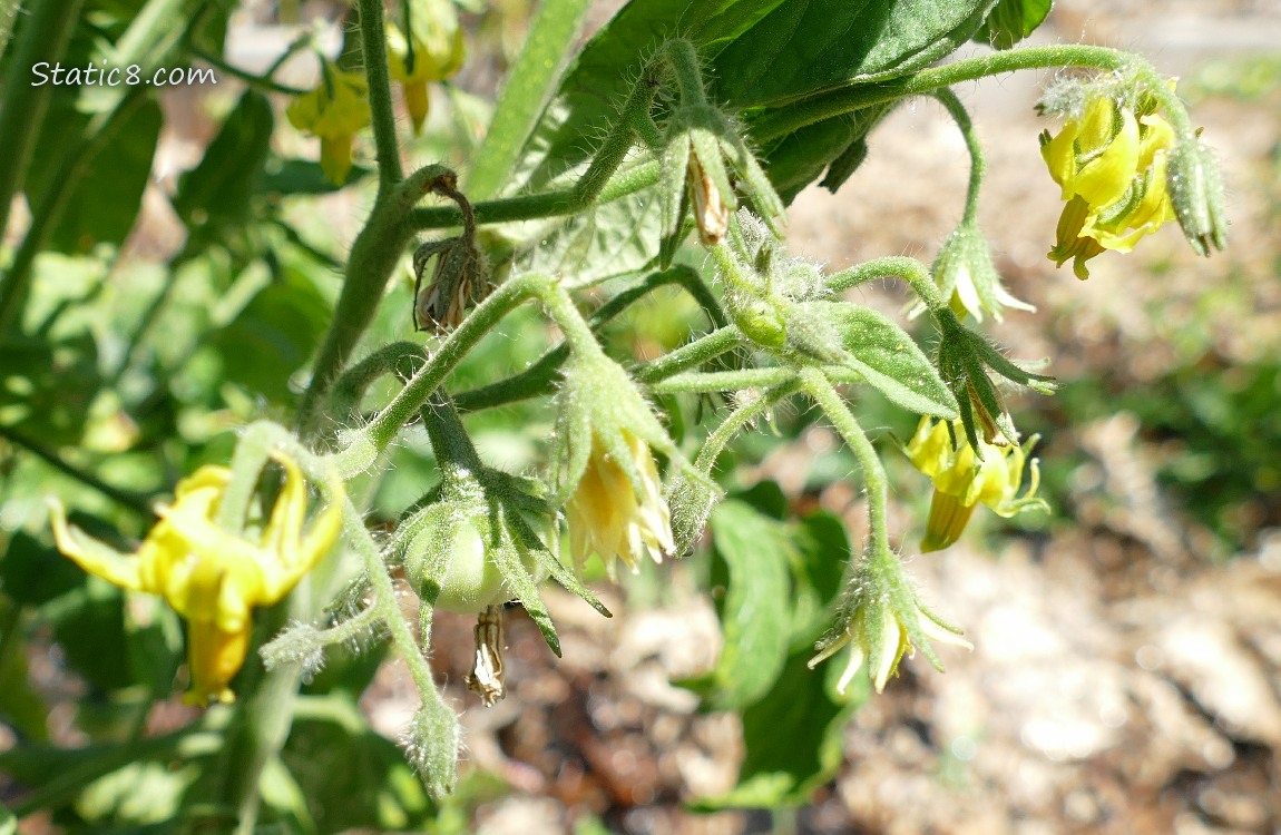 Tomato blooms with a tiny green fruit just beginning to grow