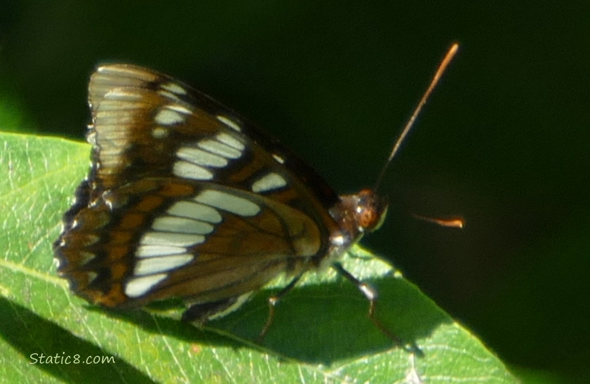 Butterfly on a green leaf