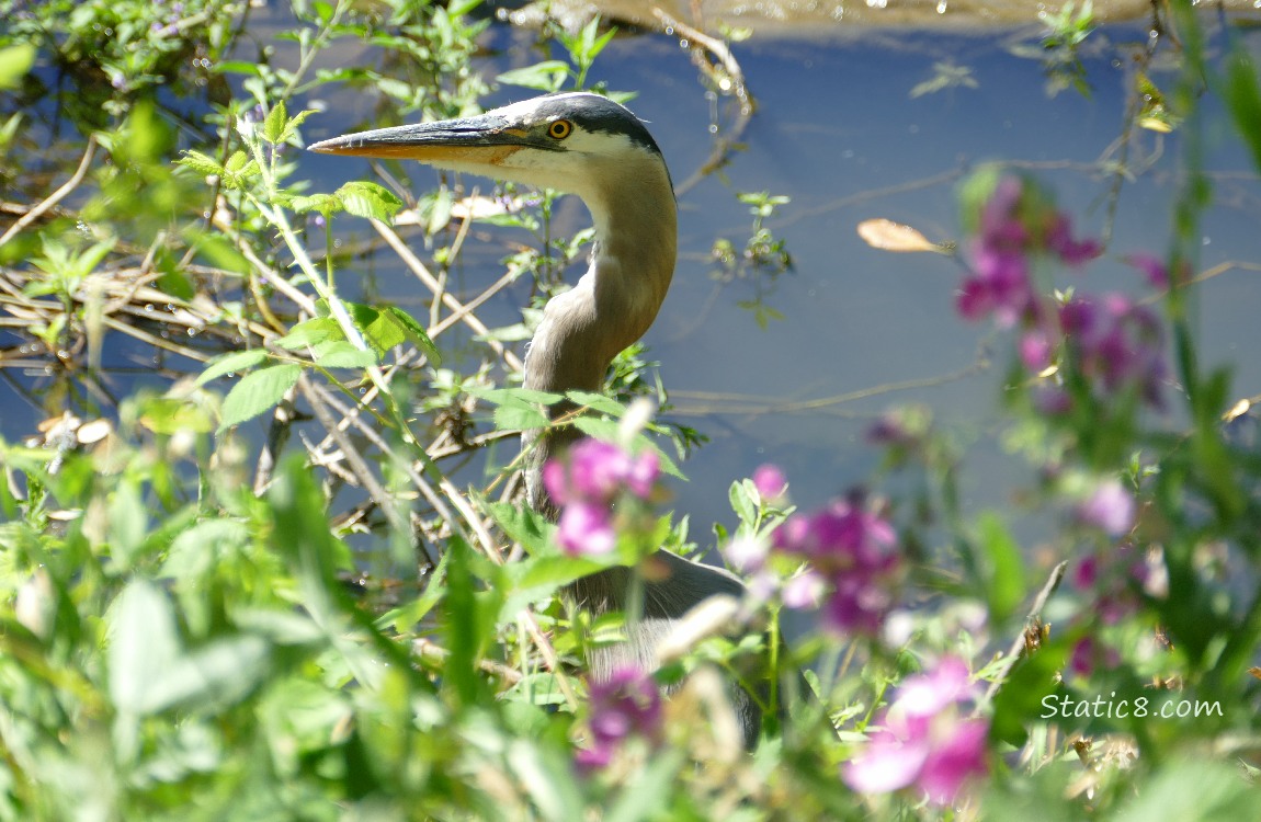 Great Blue Heron mostly hidden behind plants at the bank of the creek