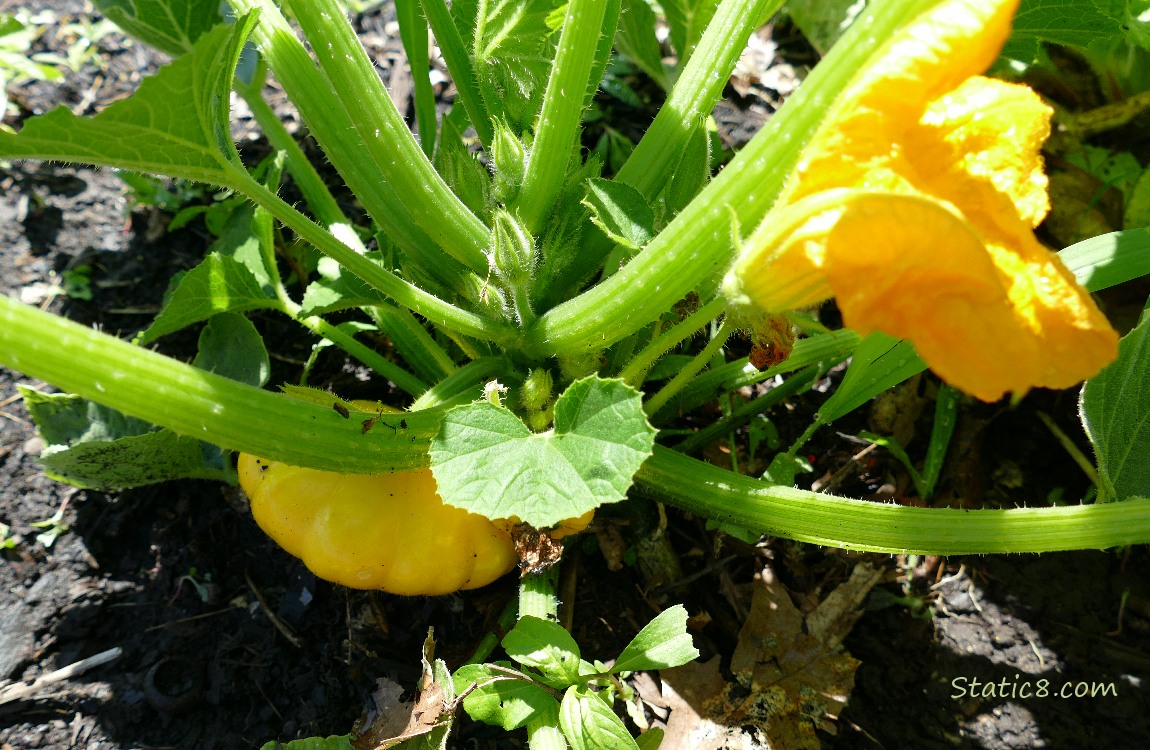 Patty Pan fruit growing on the plant
