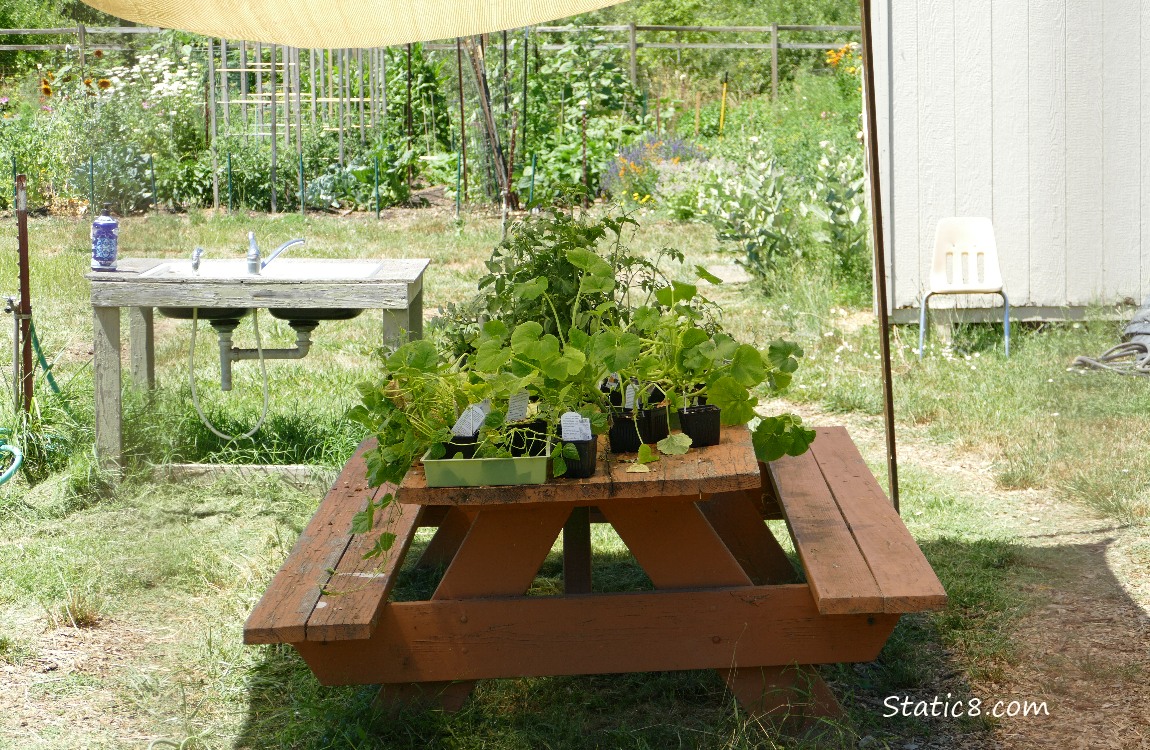 Veggie starts on a picnic table
