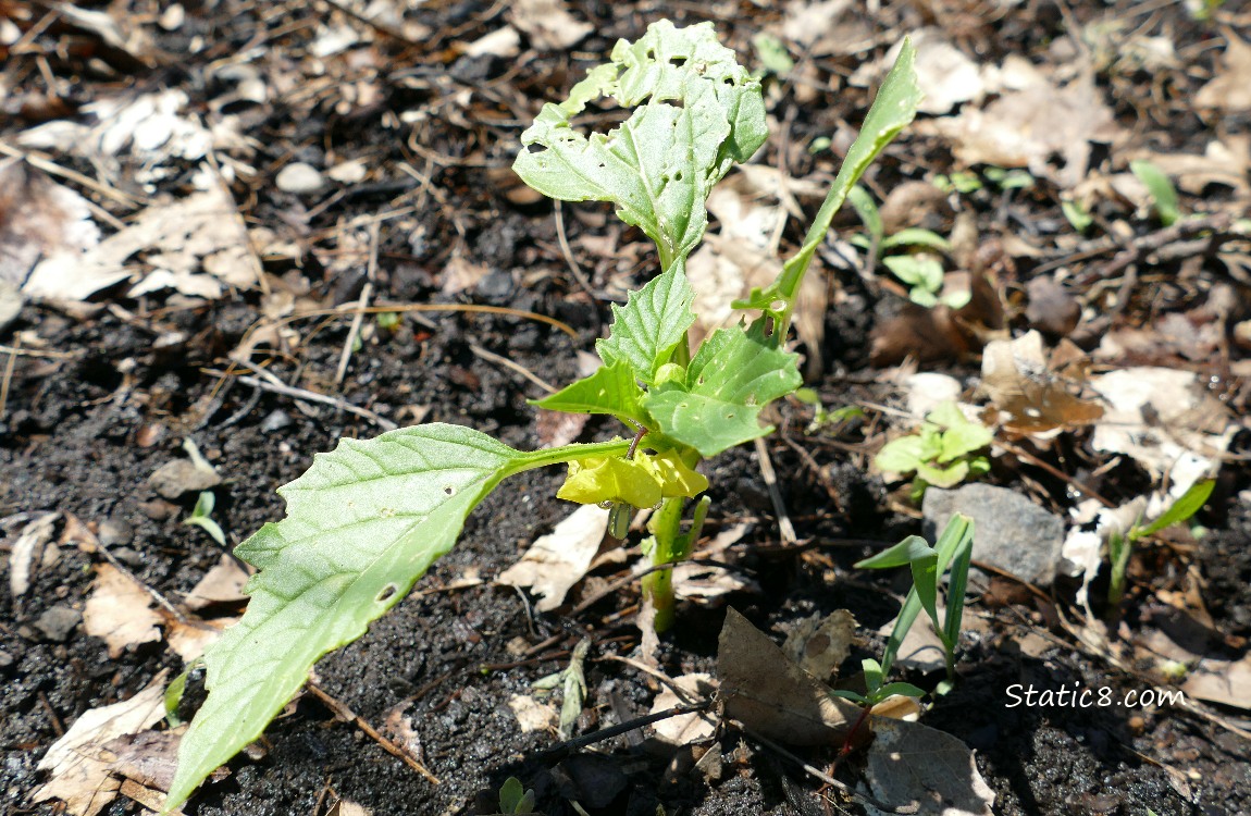 Very small Tomatillo plant growing in the ground