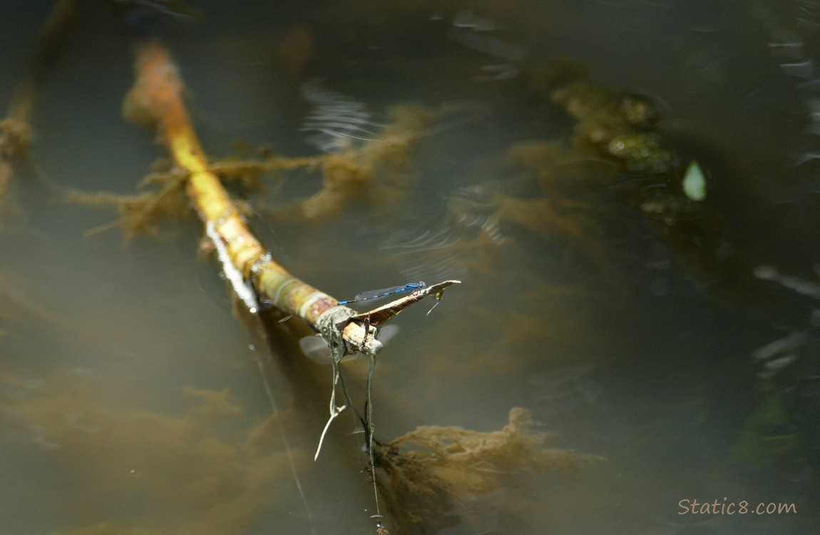 Damselfly standing on a branch in the water