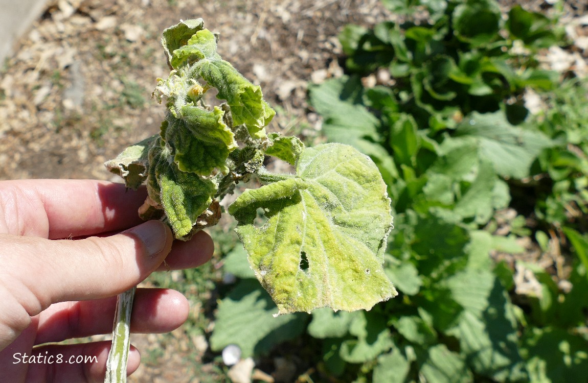hand holding a dead cucumber plant