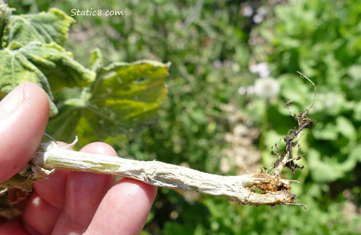 cucumber stem is split, with just a small root coming out