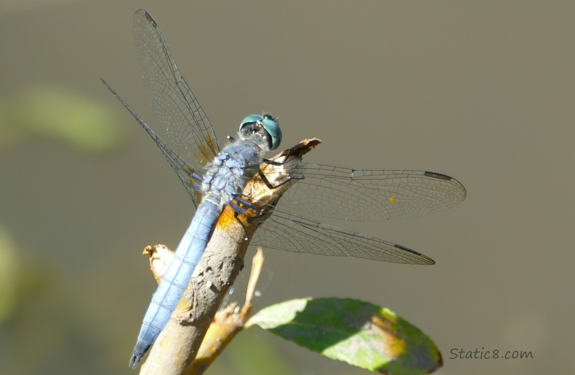 Dragonfly standing on a twig