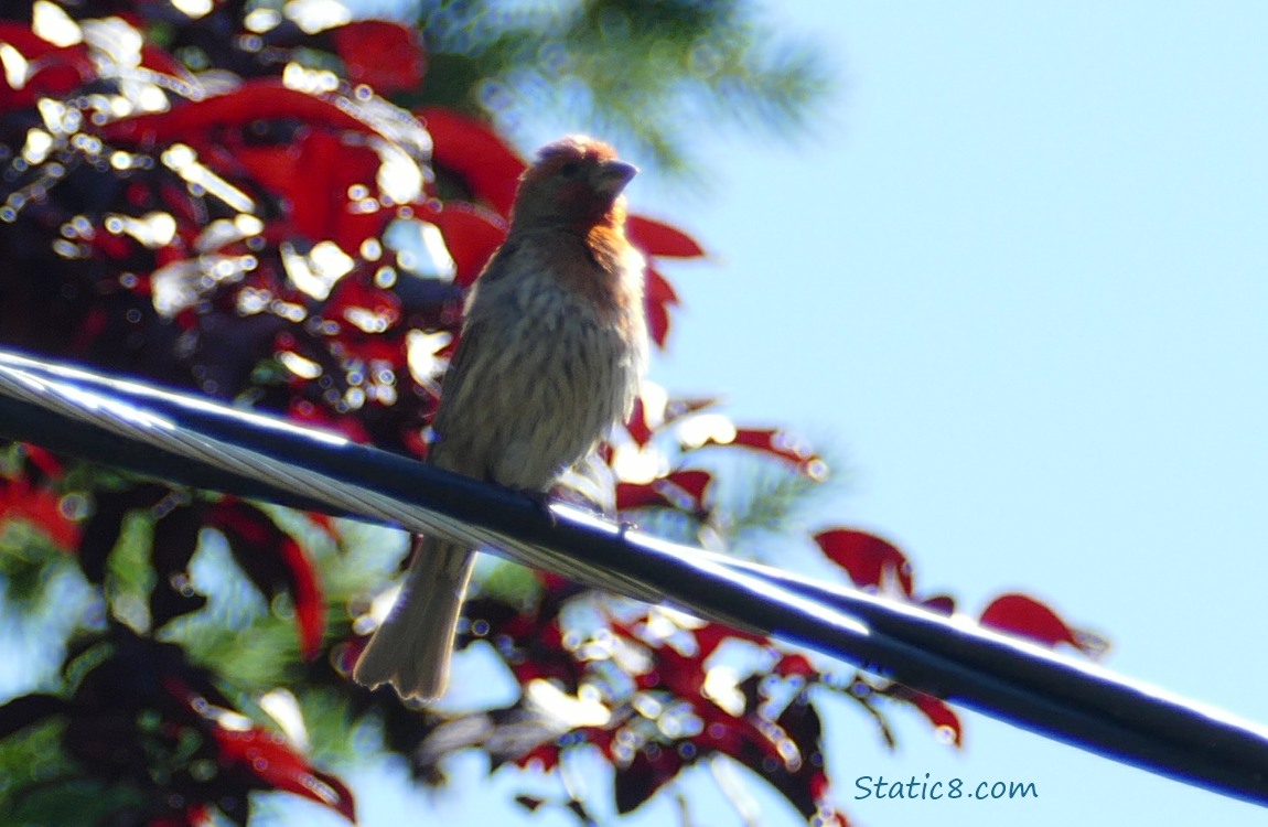 House Finch standing up on a power line with red leaves and blue sky behind