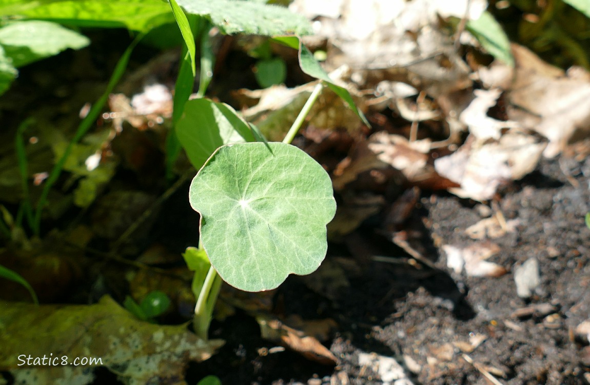 Nasturtium seedling growing in the ground