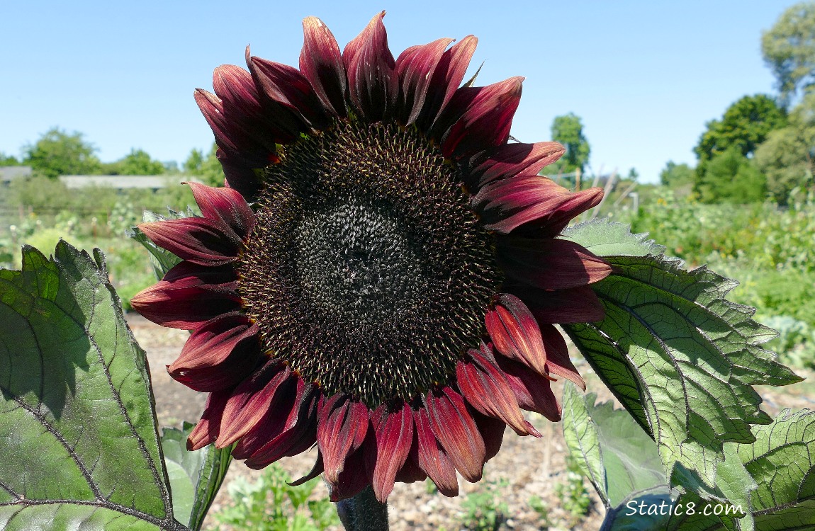 Red sunflower bloom and the blue sky