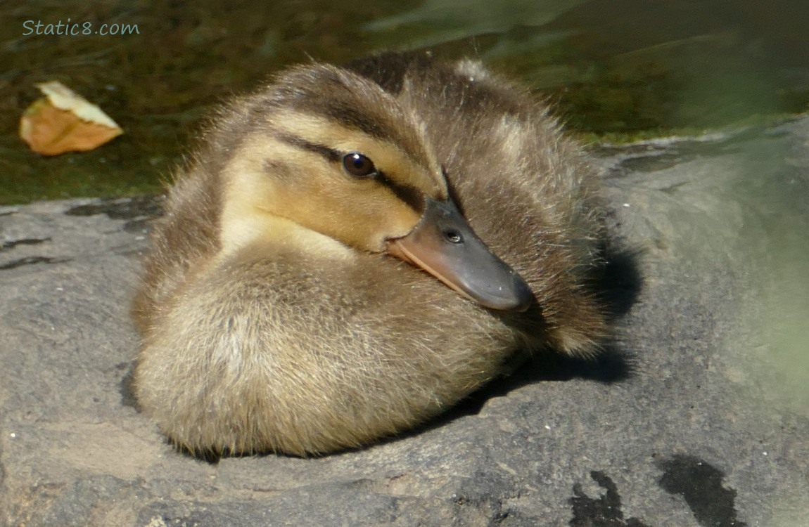 Duckling sitting on a rock