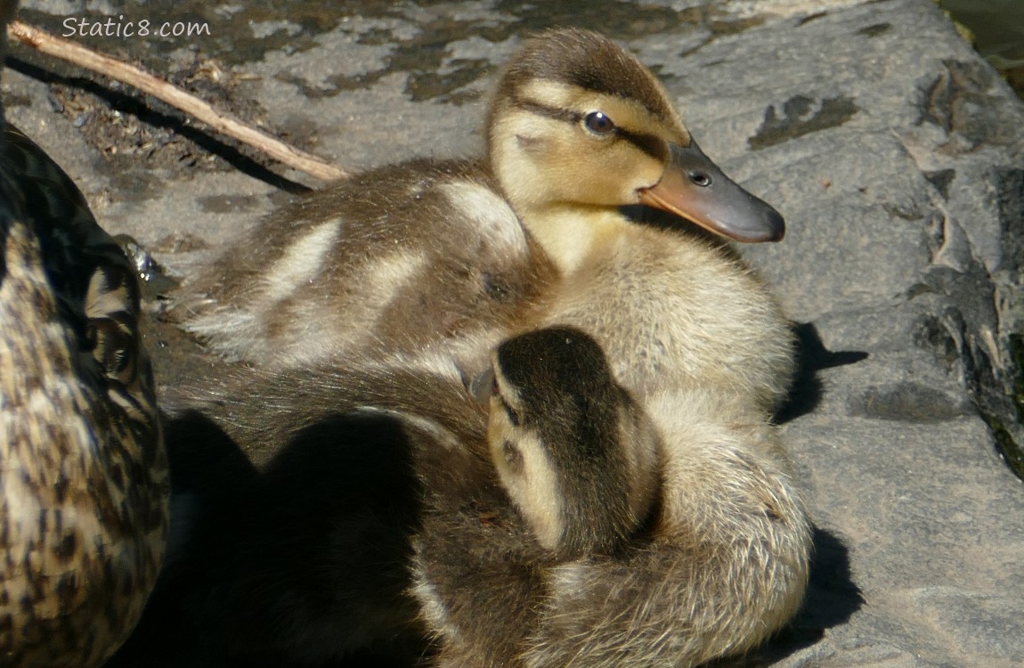 Two mallard ducklings sitting on a rock