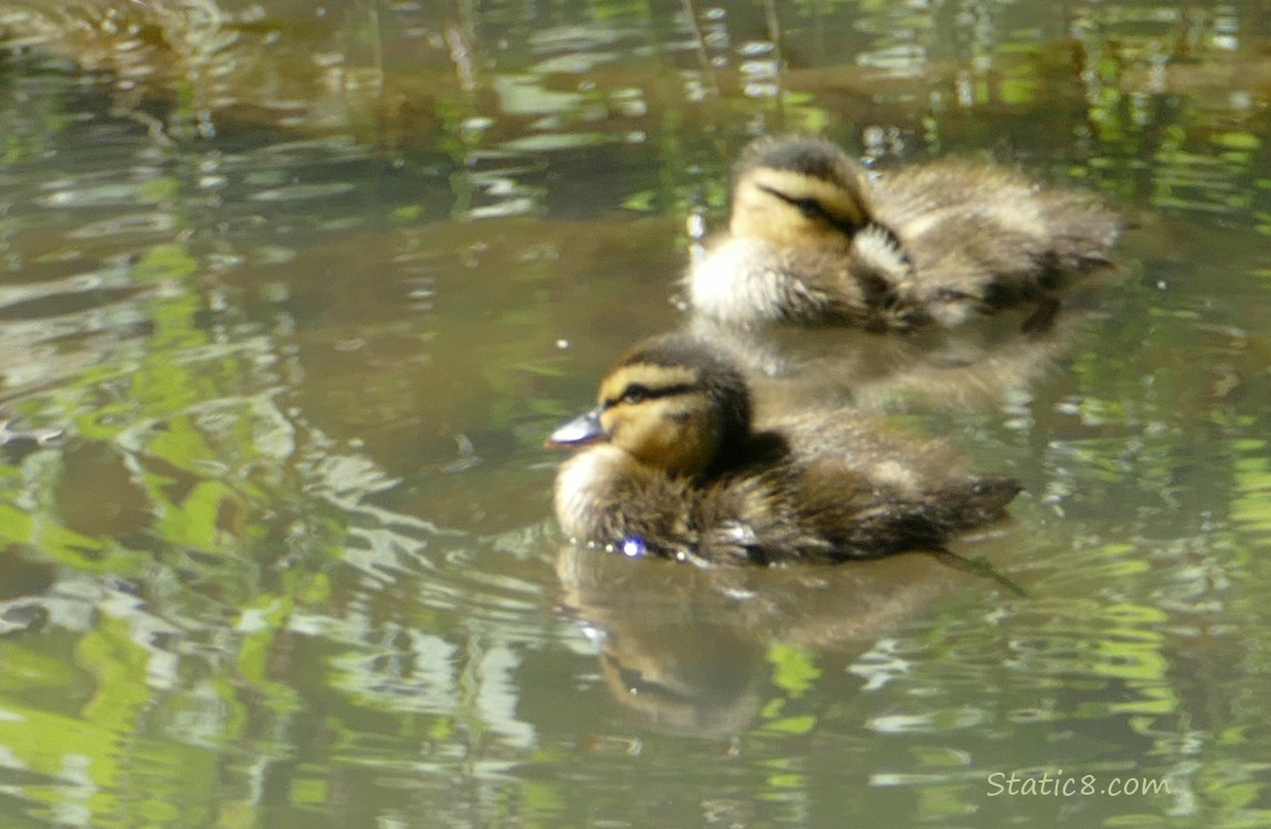 Two ducklings paddling on the water