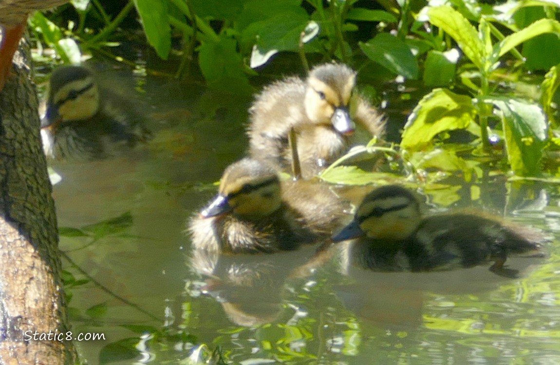 Four ducklings paddling in the water
