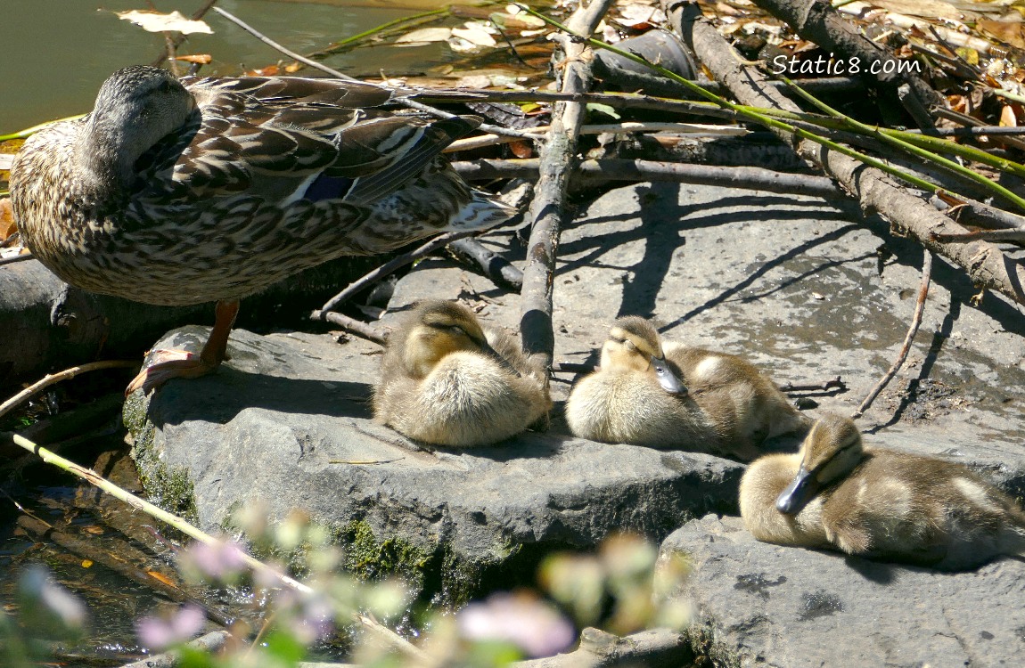 Mama Mallard and three ducklings sitting on a rock