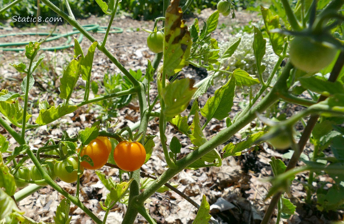 Ripening sungold tomatoes on the vine