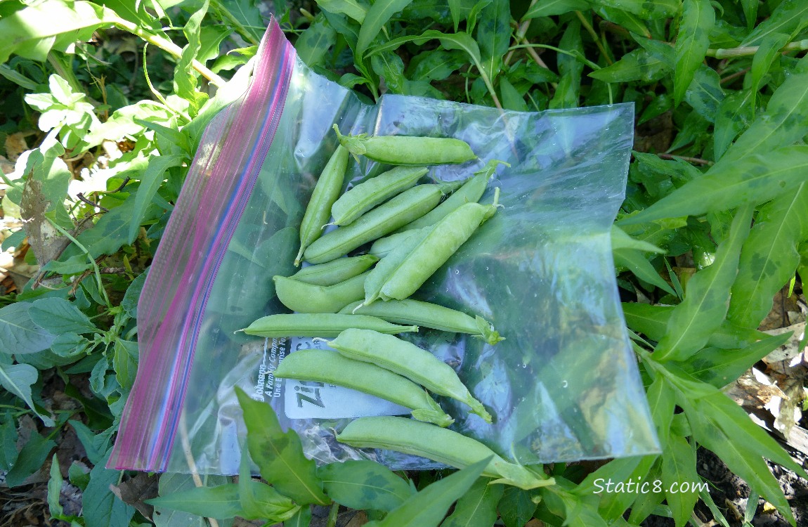 Harvested snap peas laying on a ziplock bag on the ground