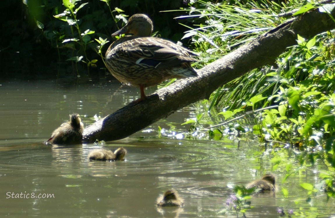 Mama Mallard standing on a branch with four ducklings paddling in the water below