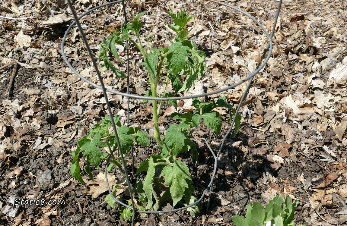 Small tomato plant growing in the ground