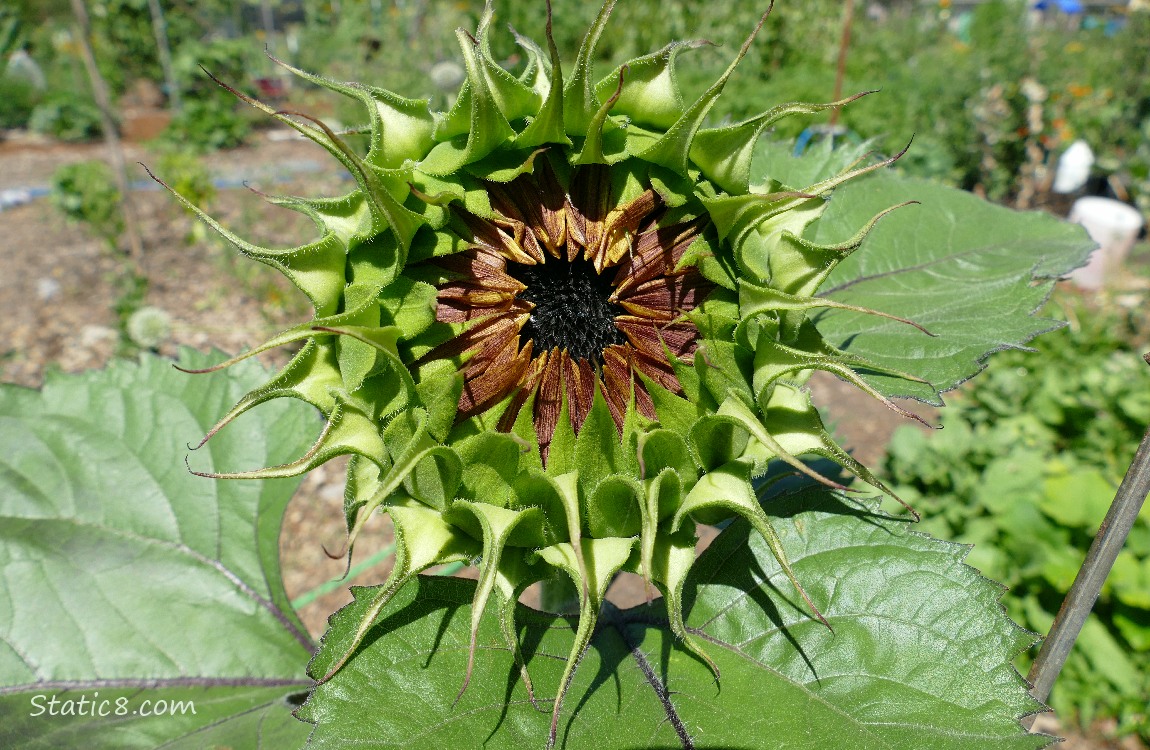 Sunflower bloom just starting to open