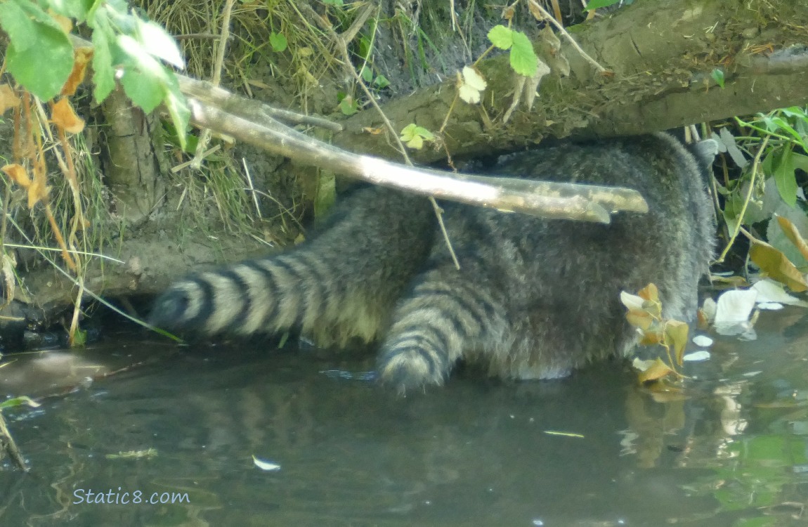 Raccoon tails