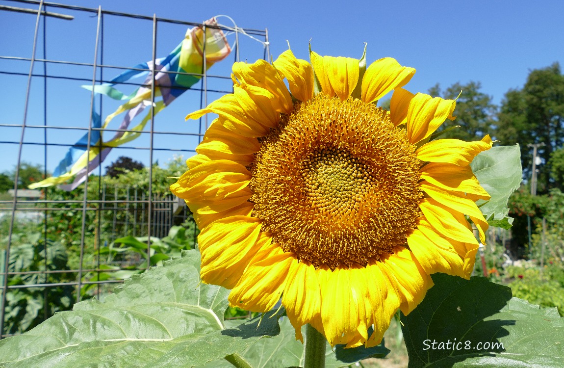Sunflower in front of a wire trellis with a rainbow windsock blowing