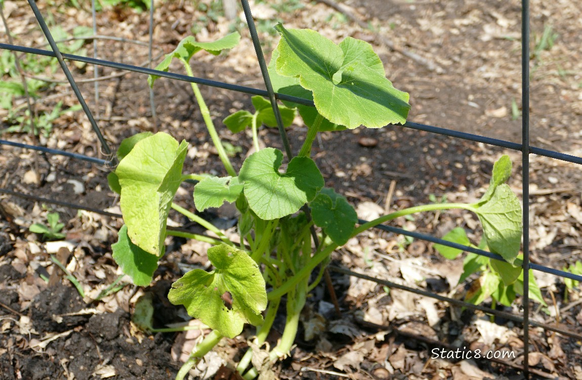 Small Squash plant growing under a wire trellis