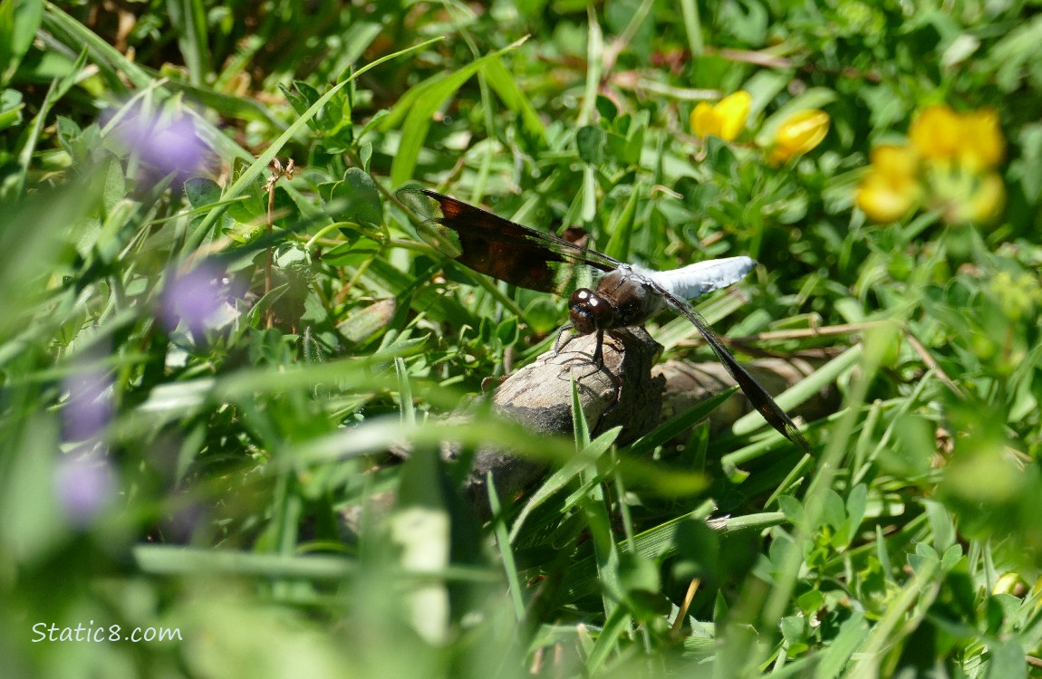Dragonfly sitting in the grass