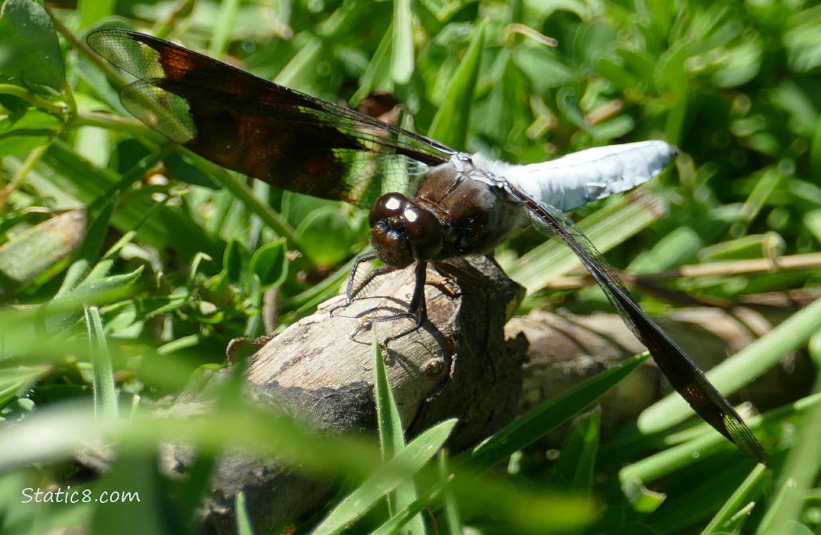 Dragonfly sitting in the grass