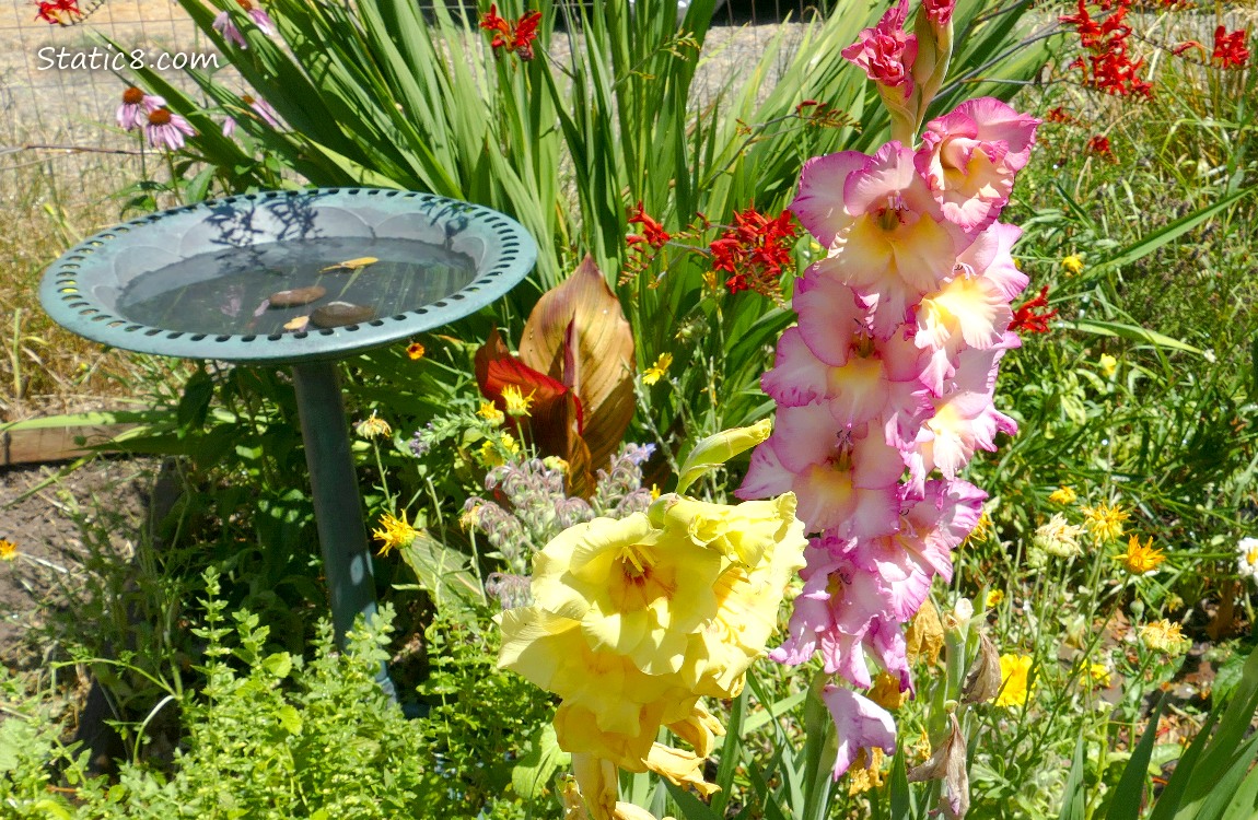 Pink and Yellow Gladeola blooms next to a bird bath
