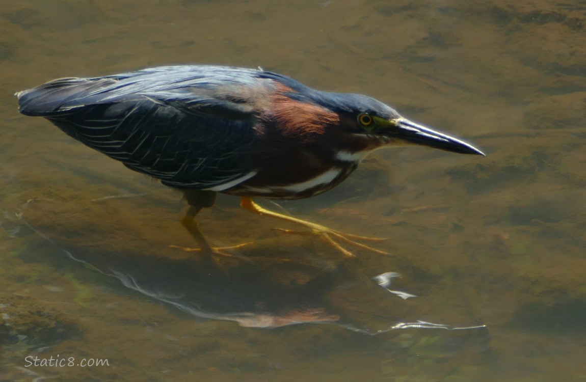 Green Heron walking in shallow water