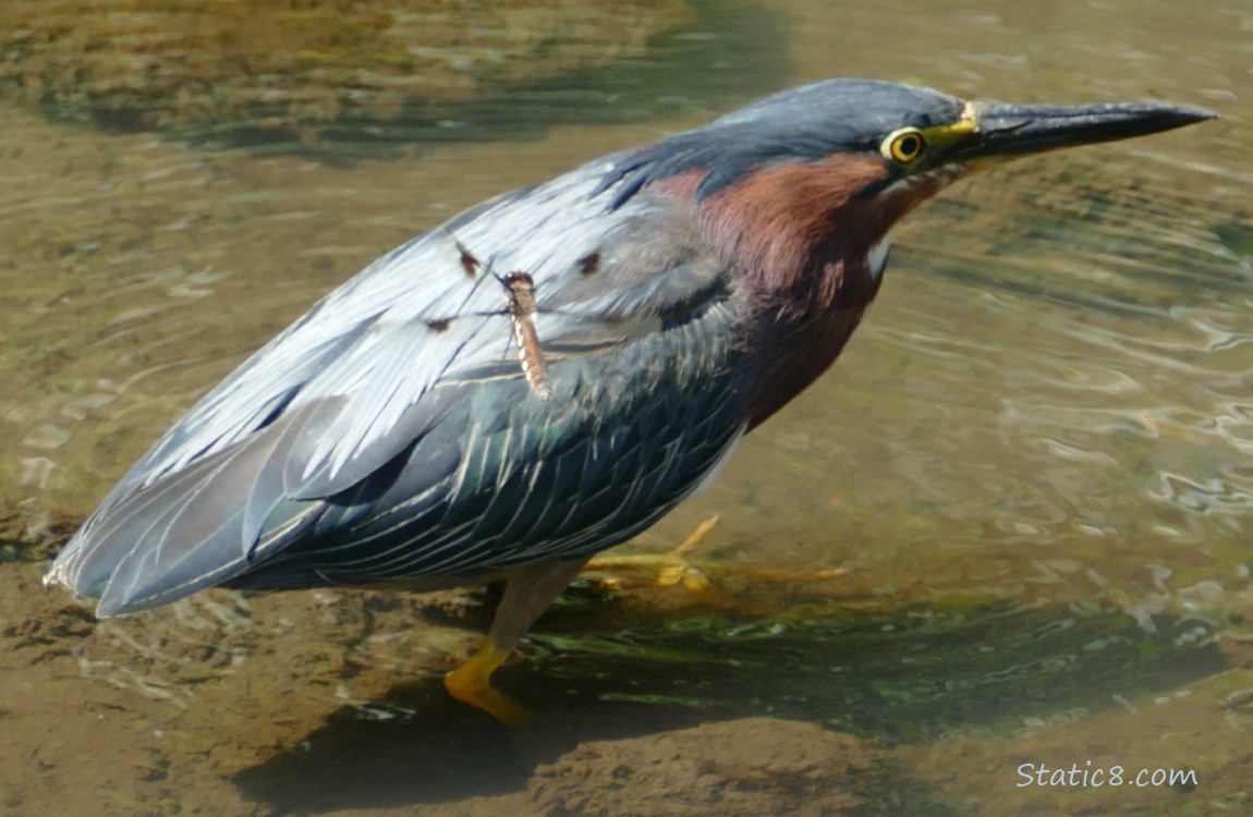Green Heron and a flying dragonfly