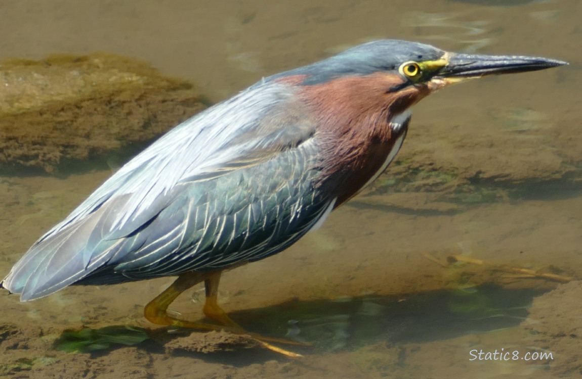 Green Heron standing in shallow water