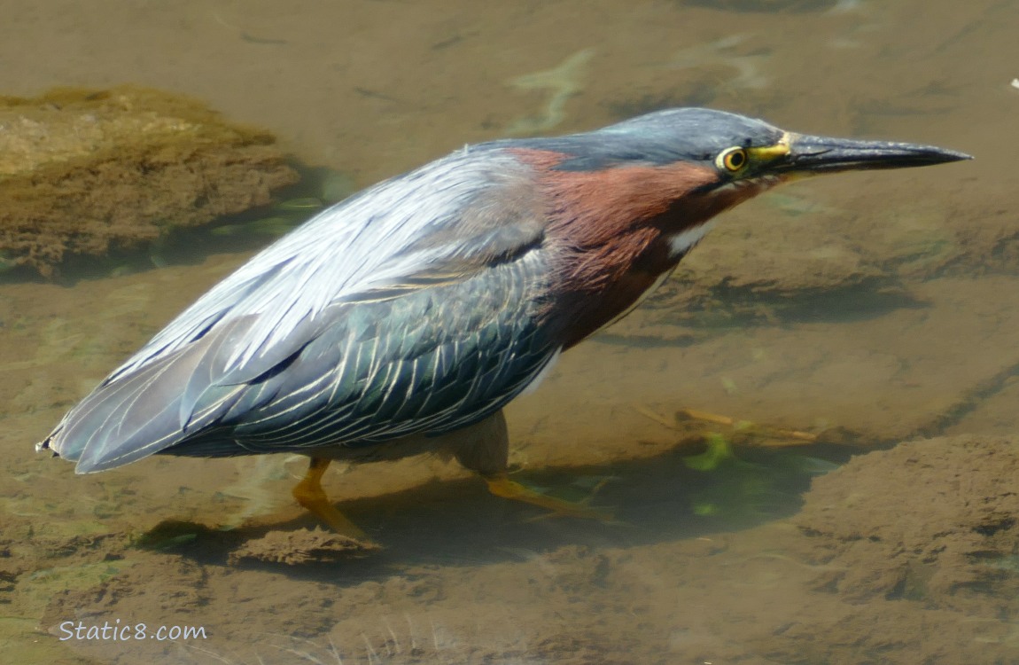 Green Heron walking in shallow water