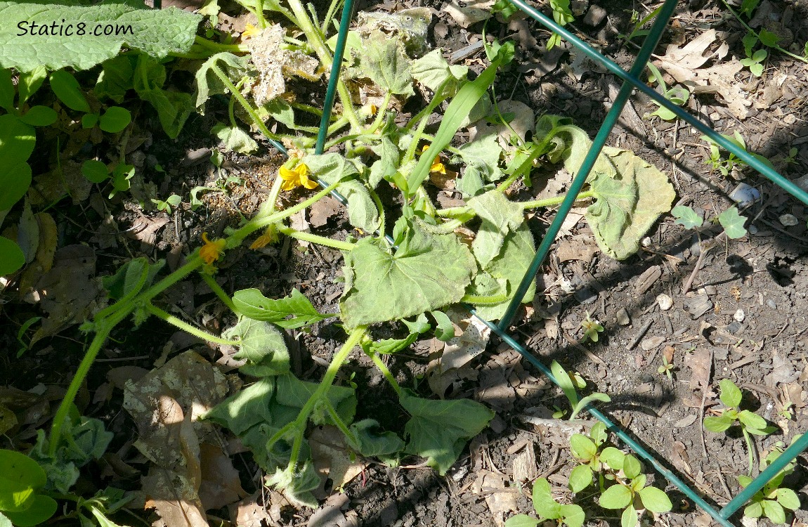 Wilted Cucumber plant