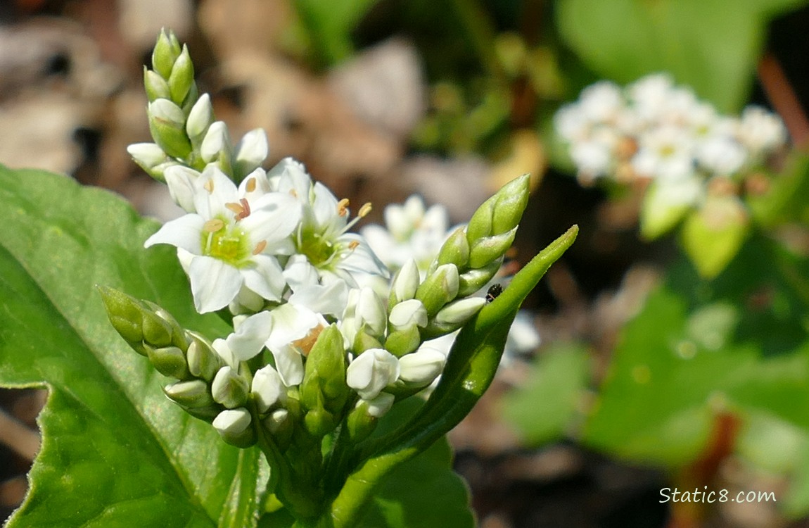 Buckwheat blooms