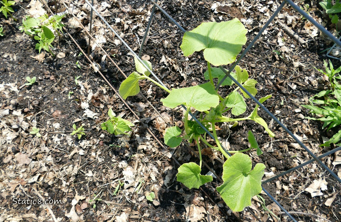 Squash plant under a wire trellis