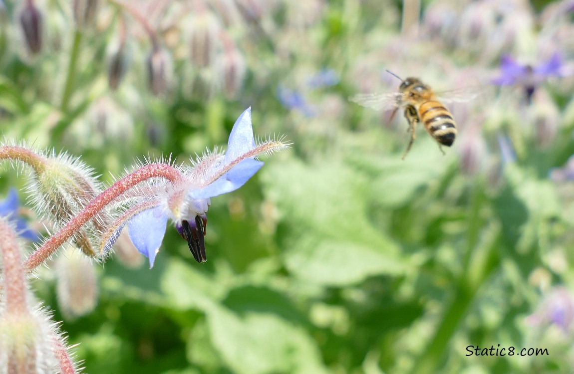 Honey Bee flying away from a Borage bloom