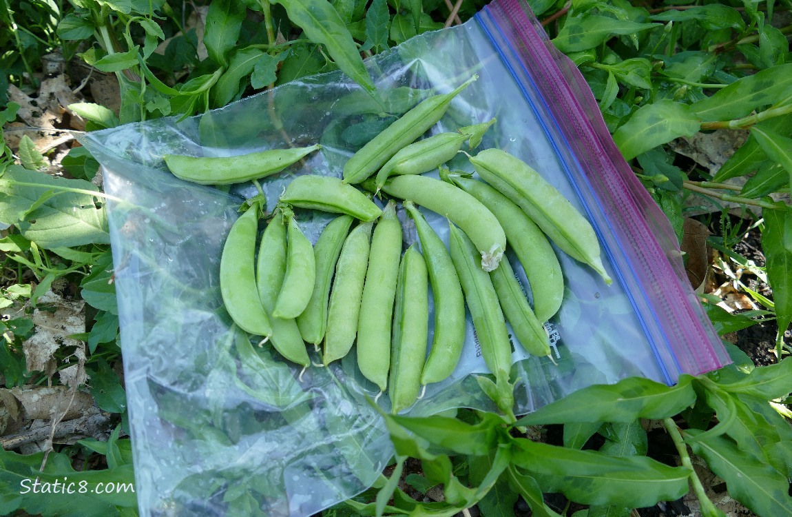 Harvested Snap Pea pods on a ziplock bag laying on the ground