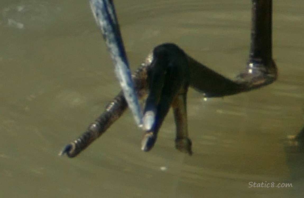 Close up of the herons foot