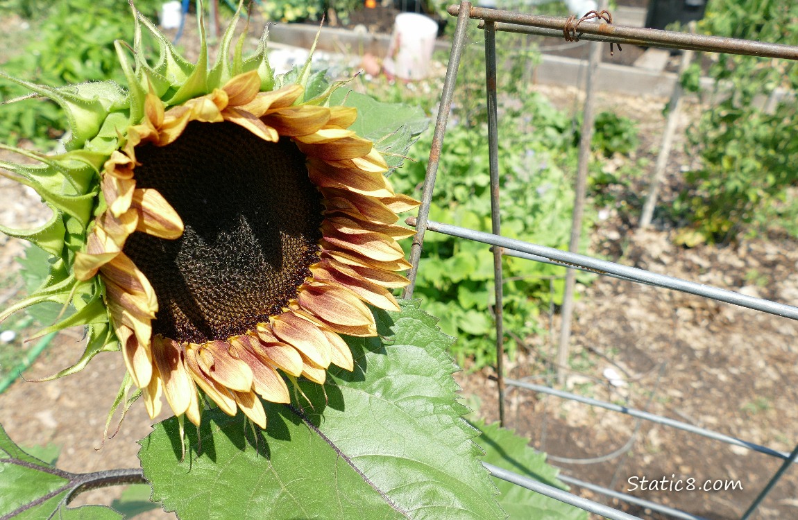 Sunflower bloom in the garden
