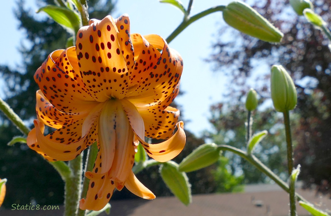 Tiger Lily bloom in front of blue sky