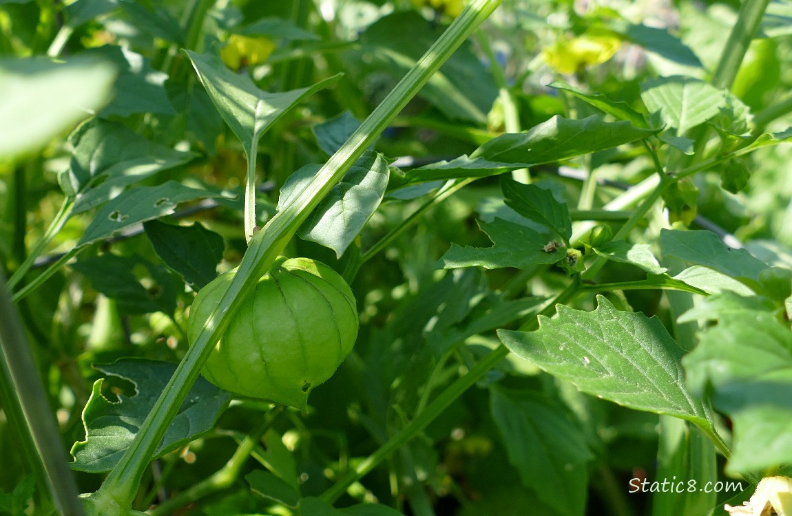 Tomatillo fruit ripening on the vine