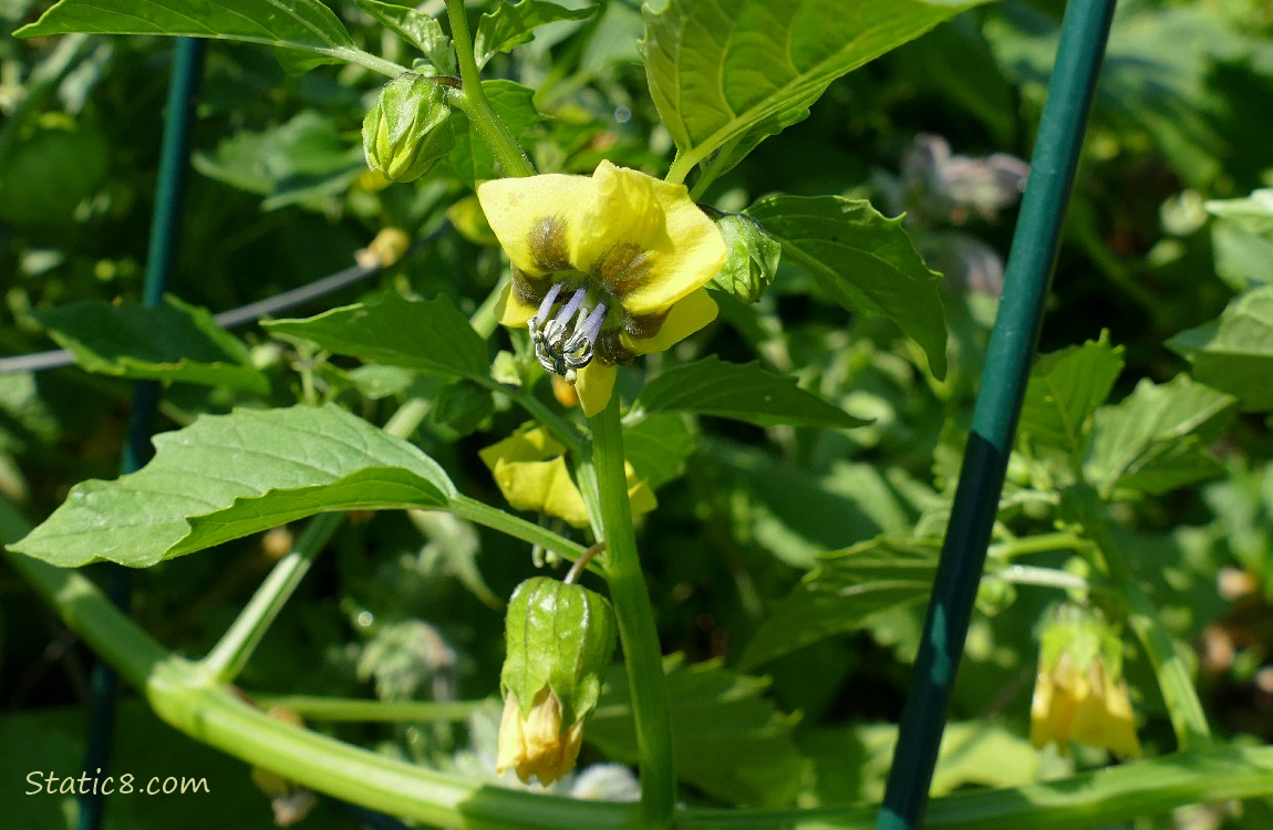 Tomatillo blooms