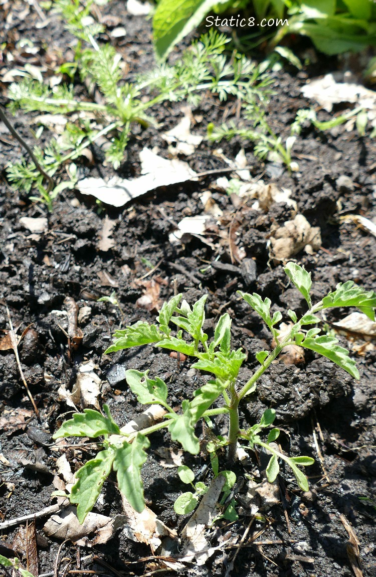 small tomato plant growing in the dirt