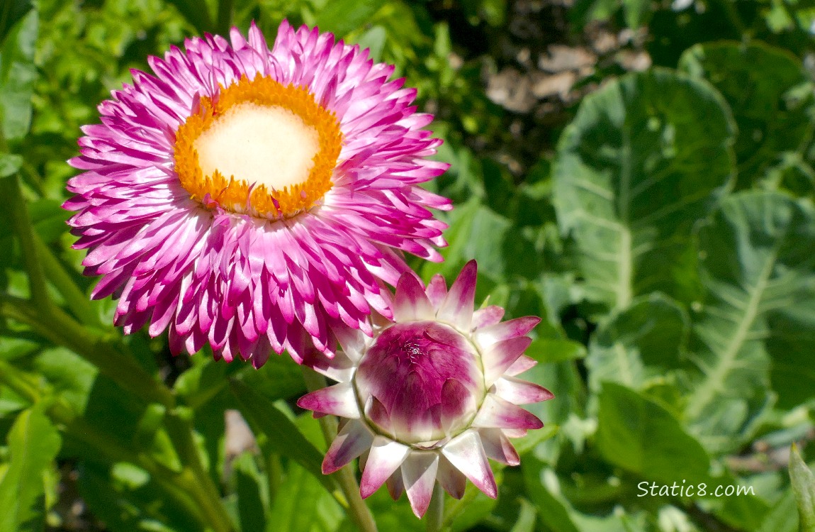 Pink flowers just opening up