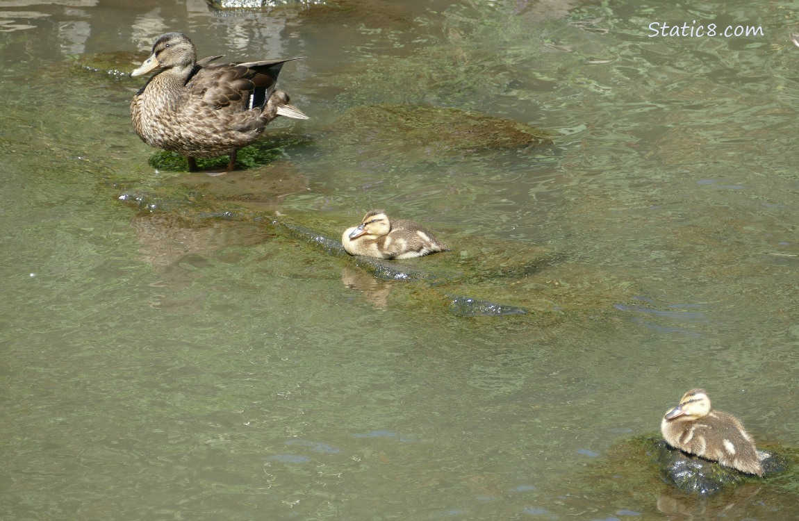 Mama Mallard with two ducklings, each sitting on their own rock in the creek