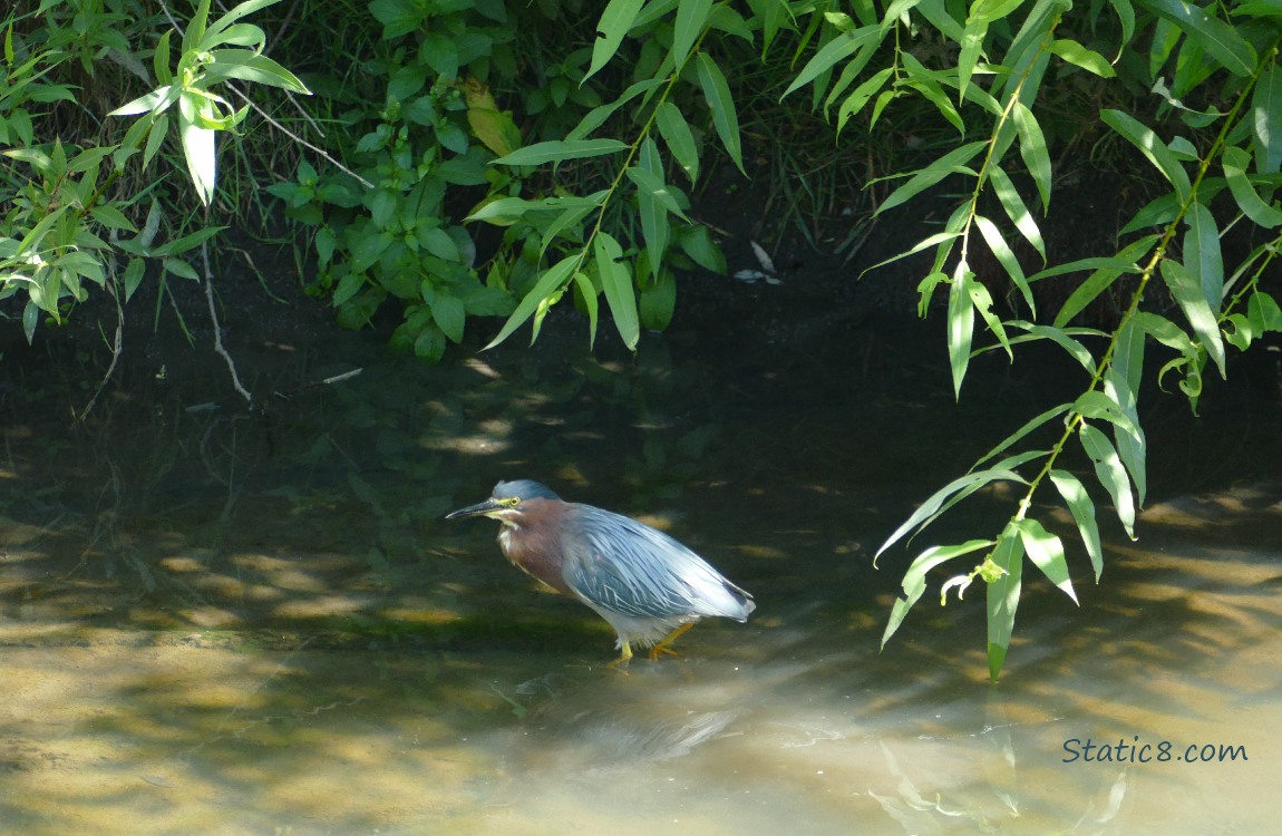 Green Heron standing in a shallow creek, branches of leaves coming down from the bank