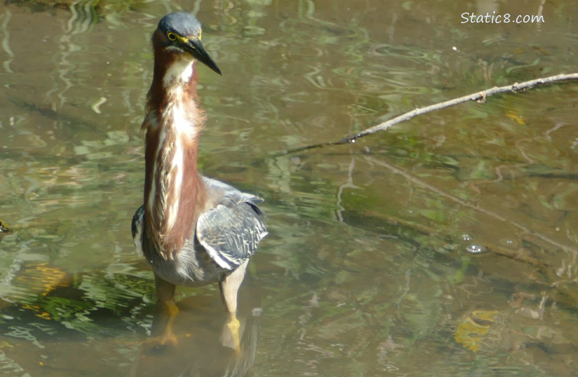 Green Heron standing in water with her neck stretched up