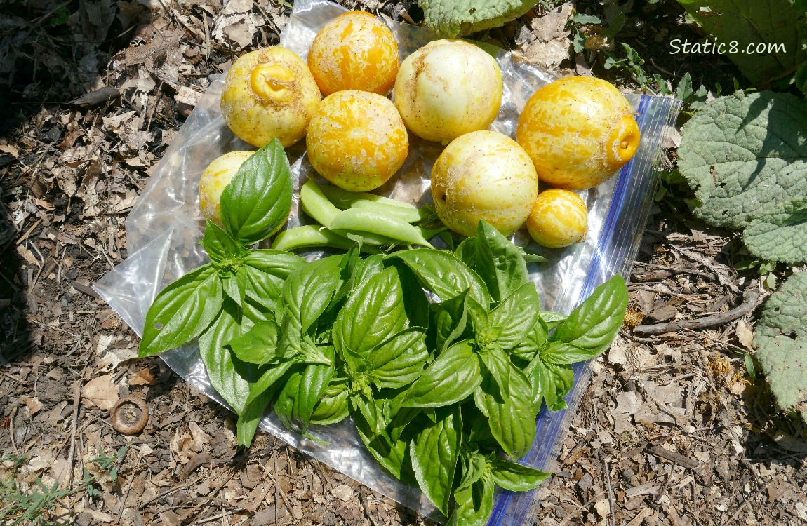 Harvested veggies, lemon cucumbers, snap peas and basil