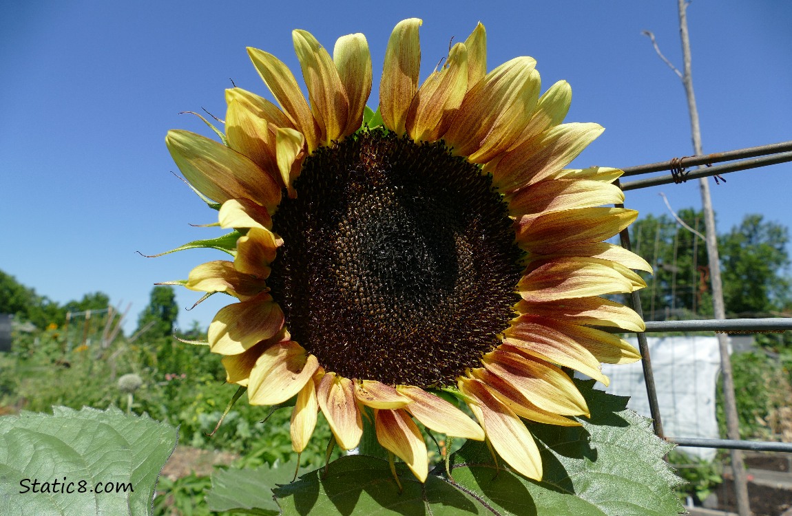 Sunflower bloom in front of the blue sky